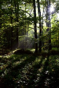 Nature mystery landscape