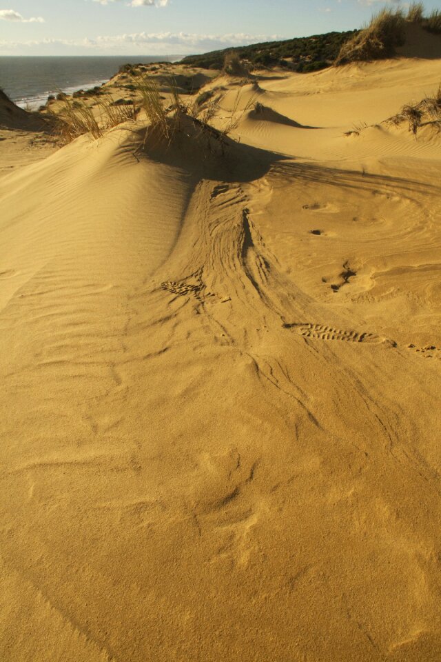 Dune sand landscape
