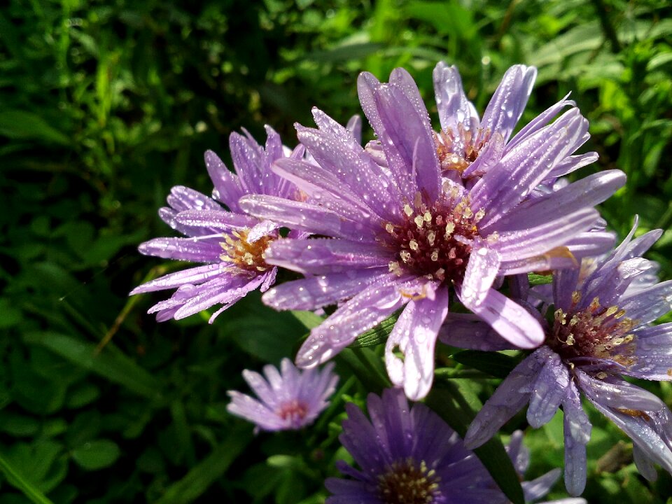 Flower leaf plant color