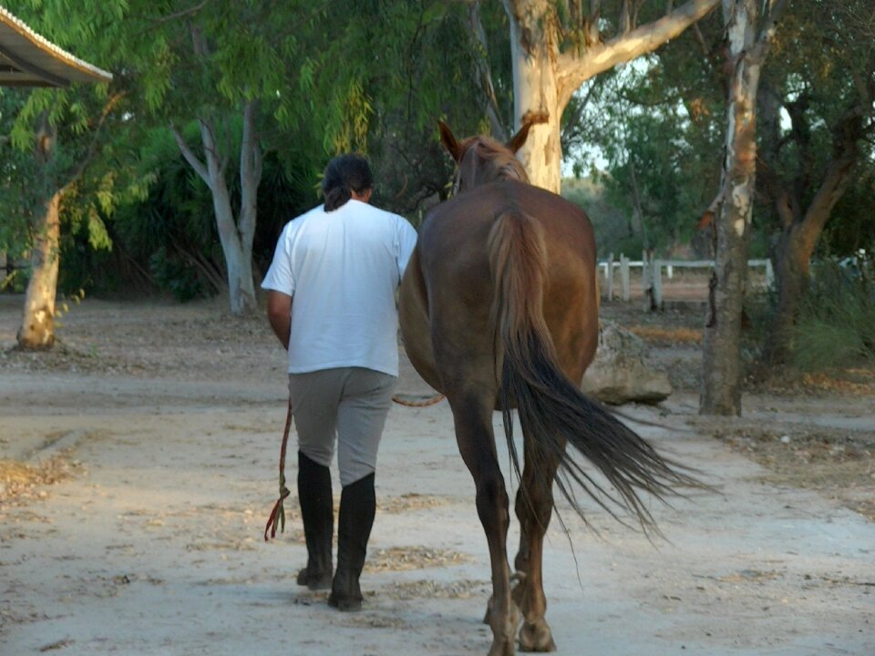 Horse knight riding