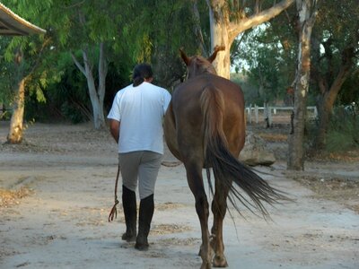 Horse knight riding