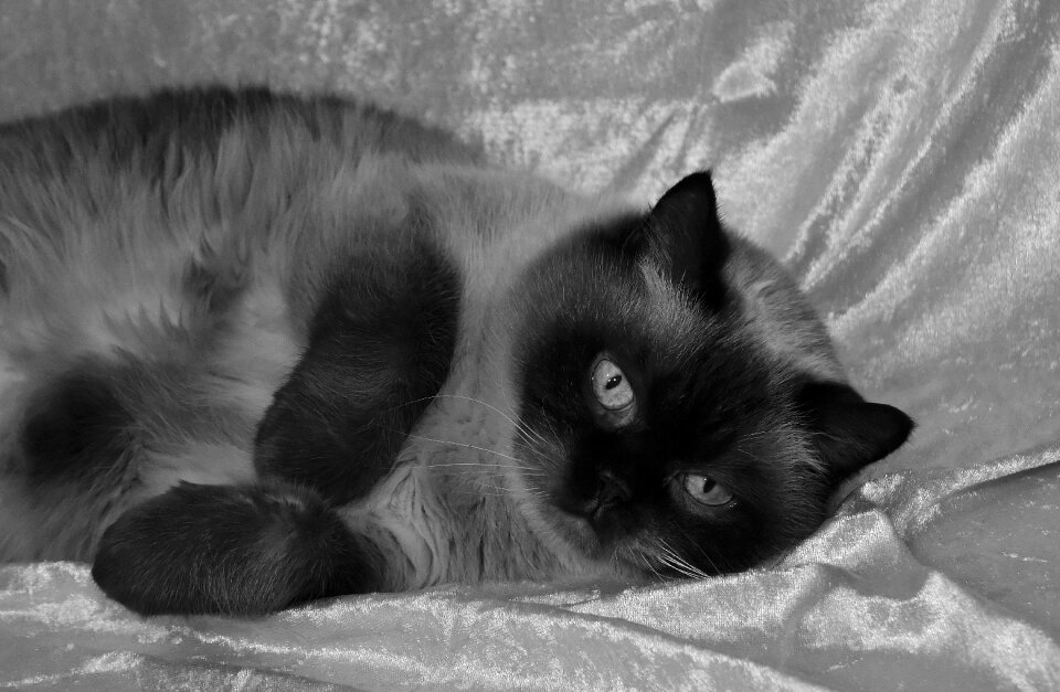 Fur animal world mieze