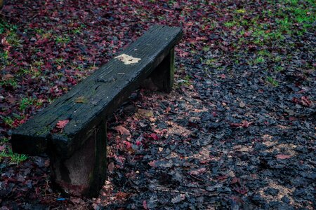 Forest nature green photo