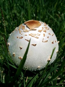 Garden grass