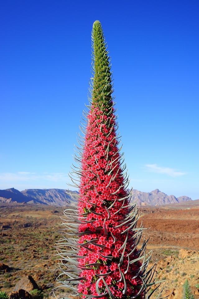 Flower red echium wildpretii