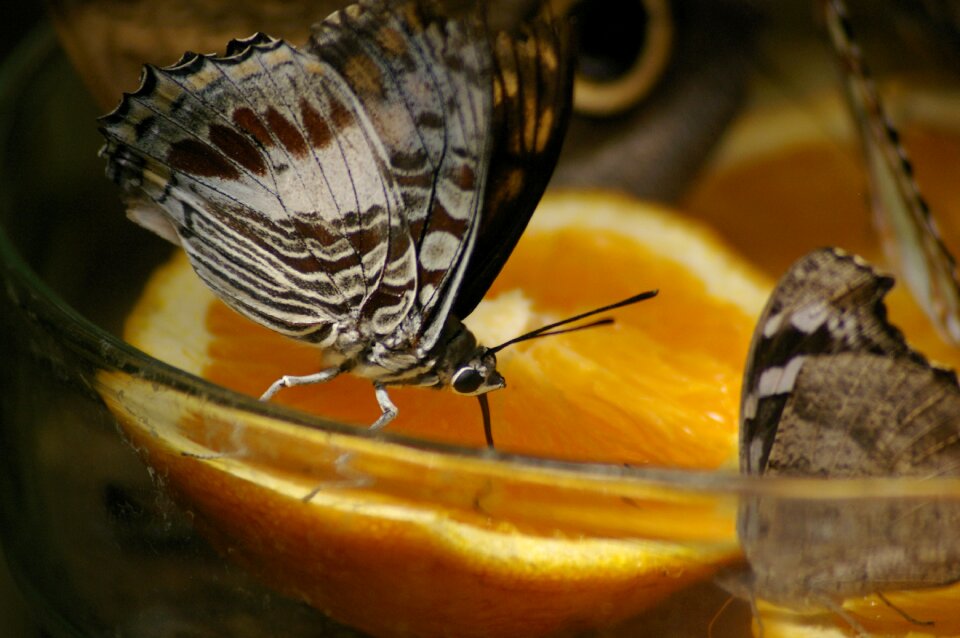 Orange close up butterflies