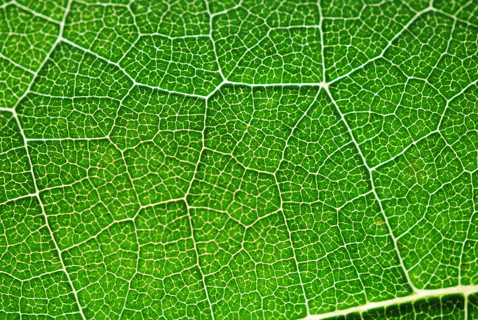 Holidays summer summer plants