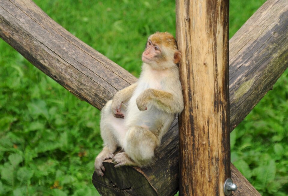 Observing animal world cute