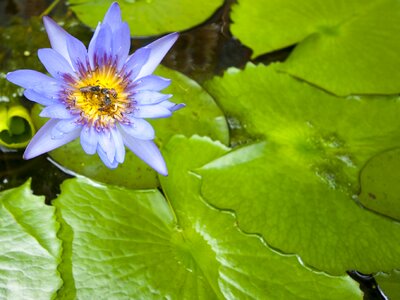 Tourism holiday botany