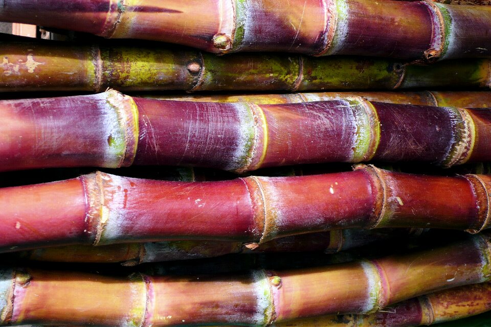 Bamboo bangkok thailand