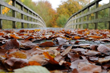 Leaves autumn mood