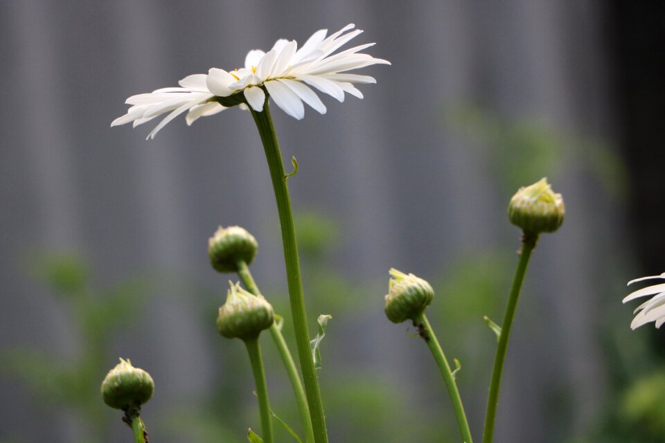 Plant garden summer