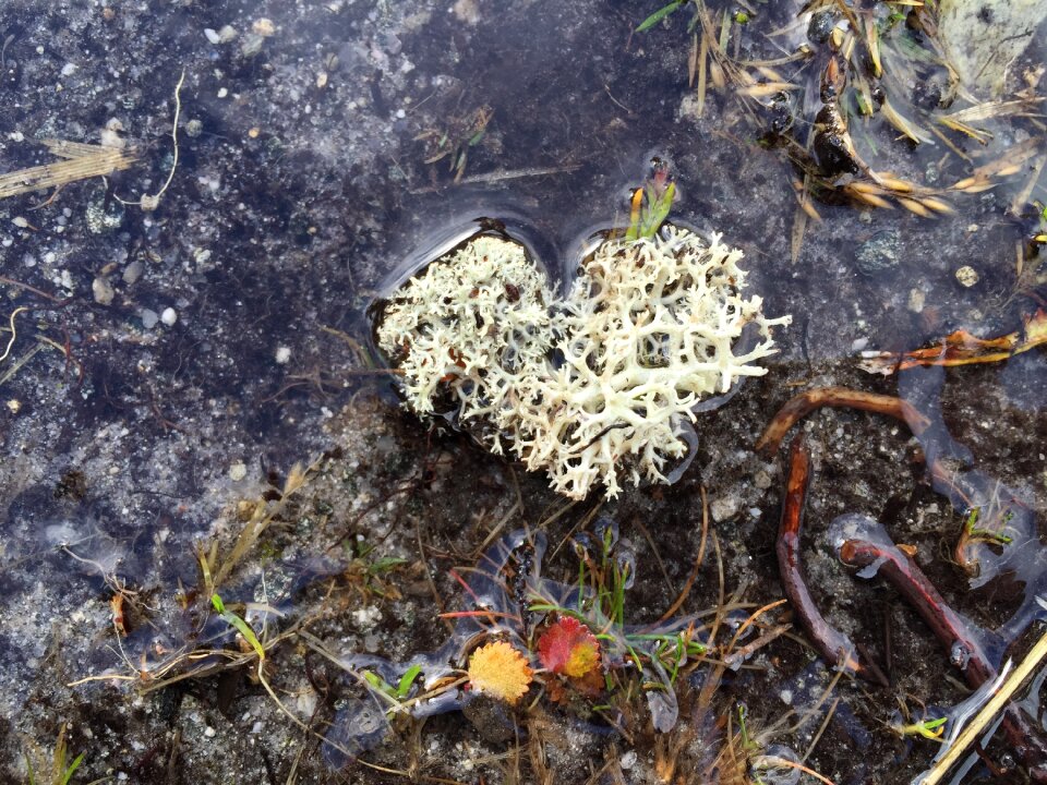 Heart shape outdoor
