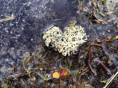 Heart shape outdoor