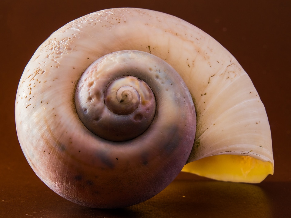 Shell snail close up