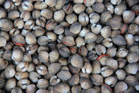 Cockles seafood photo