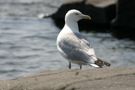 Seabird beach wildlife