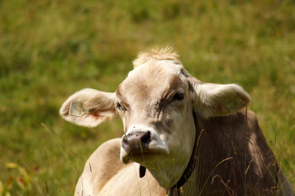 Pasture lying meadow