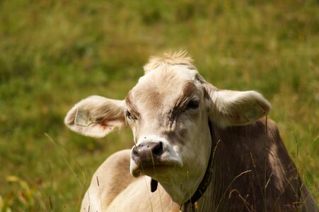 Pasture lying meadow photo