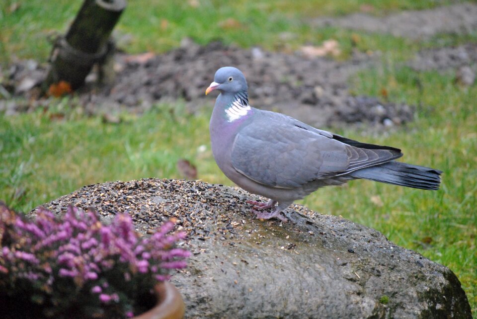 Dove nature plumage
