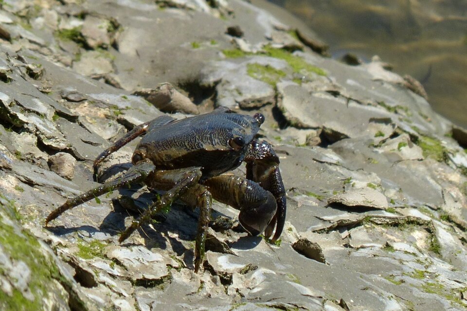 Crab salt water river