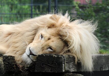 Zoo lying lion's mane photo