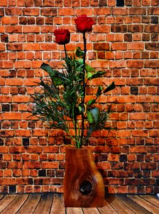 Blossom bloom red roses