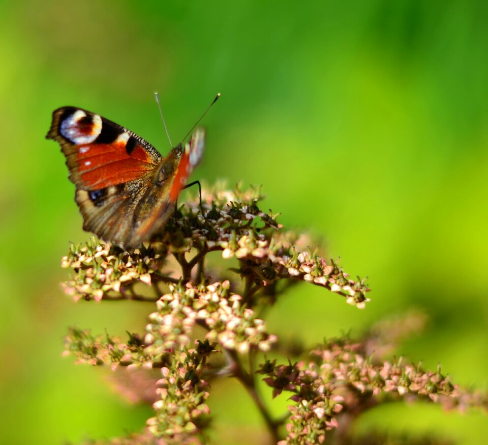 Animal insect close up