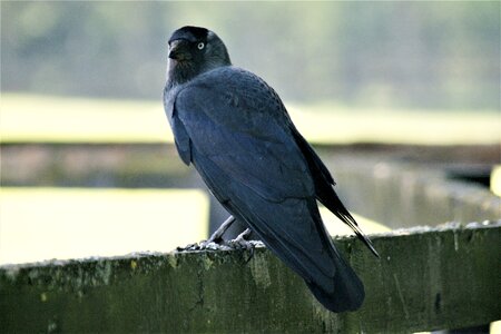 Bird raven bird black
