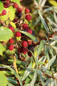 Foliage red fruits plant