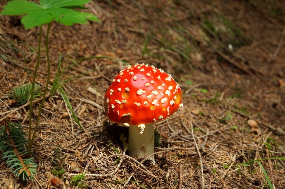 Nature forest forest mushroom