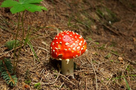 Nature forest forest mushroom photo
