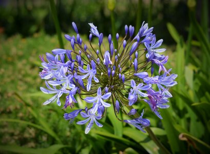 Botany blue nature photo