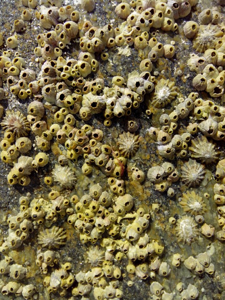 Molluscs sea ocean