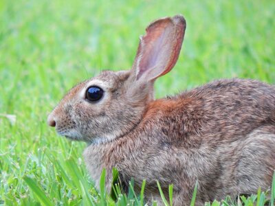 Animal green rabbit green bunny photo