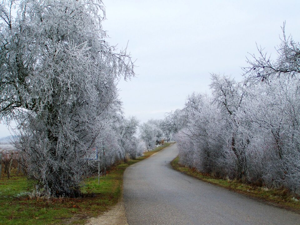 Frosted alley hoary nature