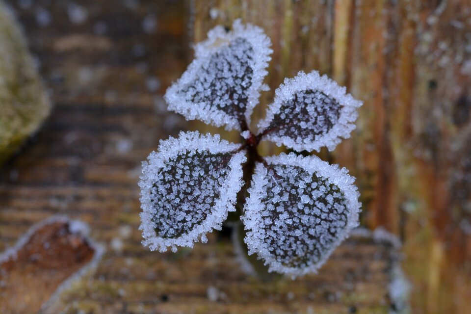 Hoarfrost frozen cold