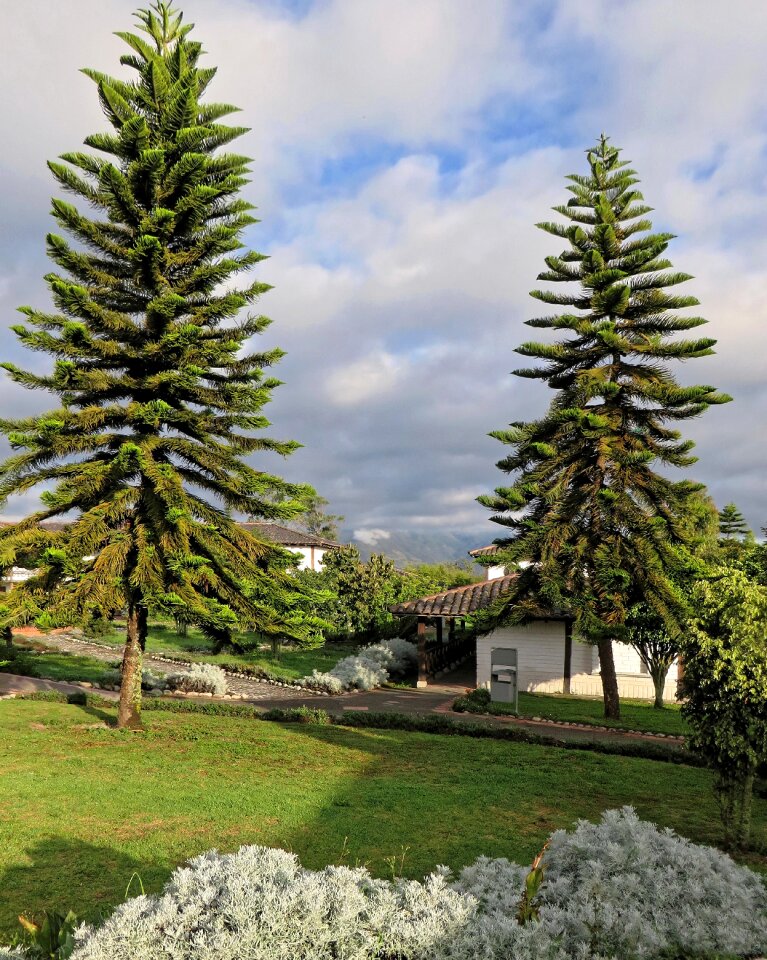 Trees landscape araucaria araucana