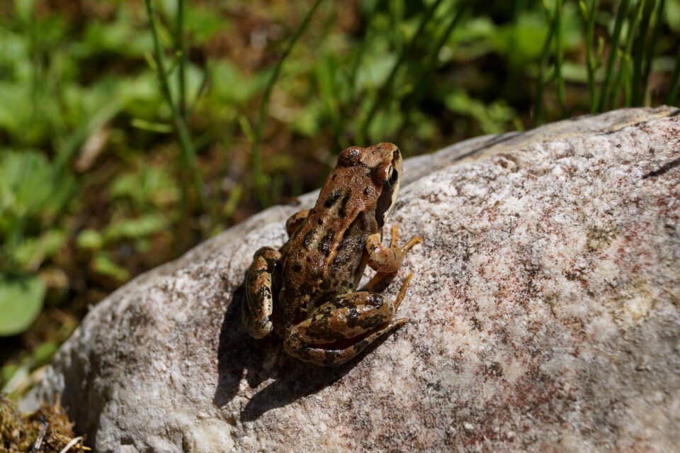 Amphibian stone nature