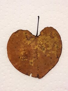 Heart leaf tree