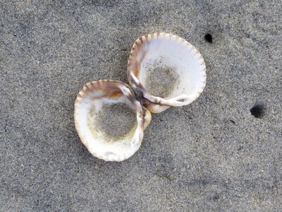 Seashell sand shore photo