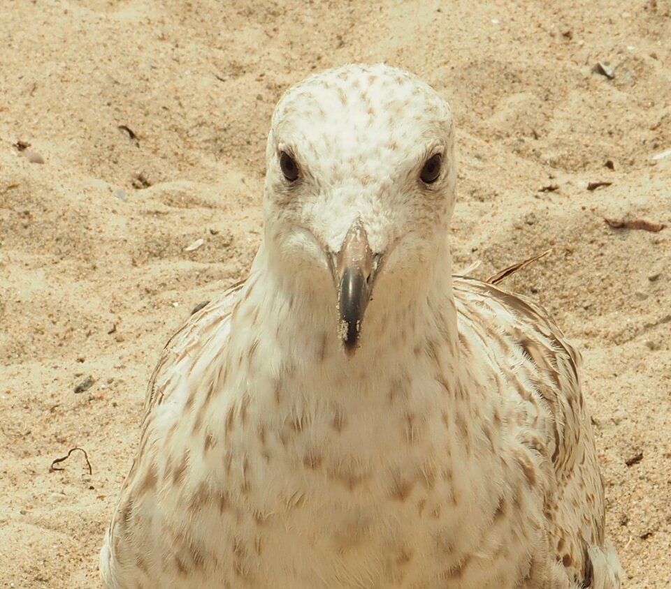 Water bird sand baltic sea