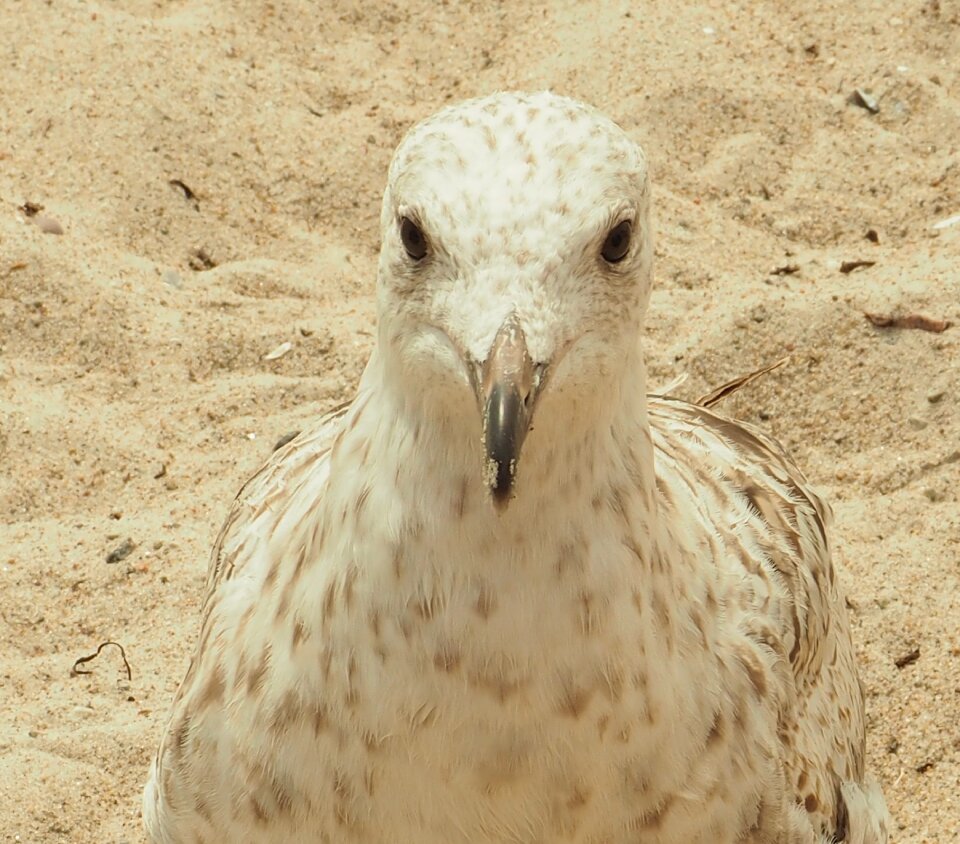 Water bird sand baltic sea photo