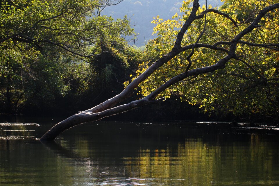 Pictures tree water