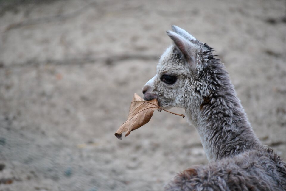Mammal animal husbandry cute
