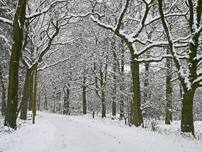 Wintry forest snow photo