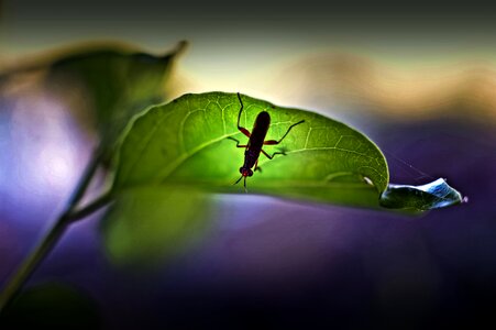 Macro fly green photo