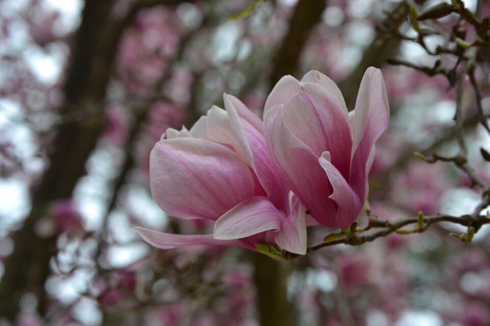 Garden flower floral