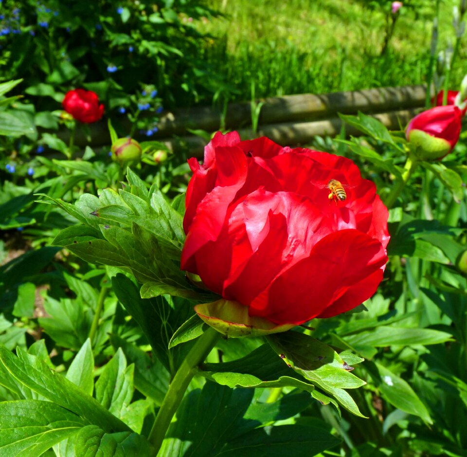 Flowering red flower insect