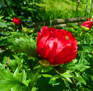 Flowering red flower insect